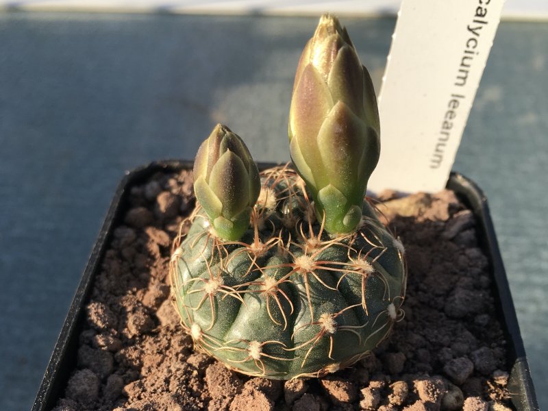 gymnocalycium leeanum