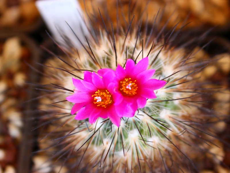 Turbinicarpus viereckii 