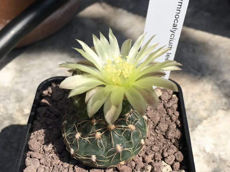 Gymnocalycium leeanum 