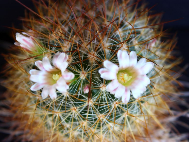 Mammillaria discolor ROG464