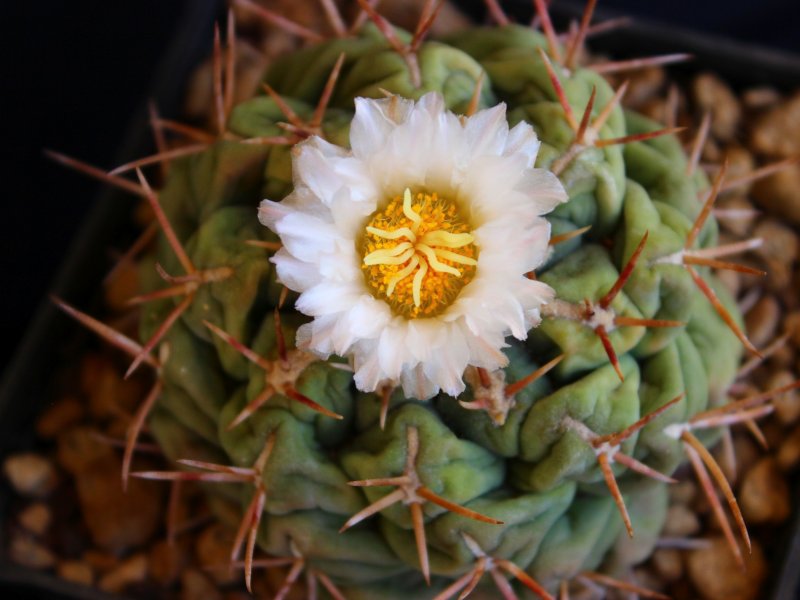 Thelocactus hexaedrophorus 