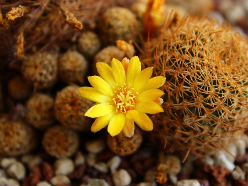 Sulcorebutia breviflora v. laui L314