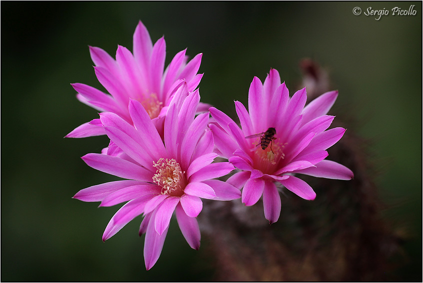 Echinocereus adustus ssp. schwarzii 