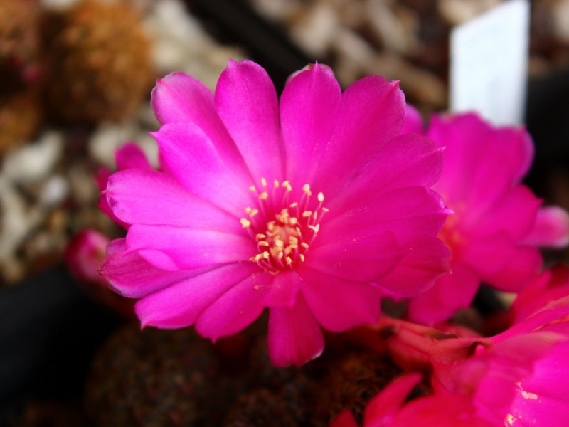 Sulcorebutia steinbachii ssp. verticillacantha v. taratensis G311