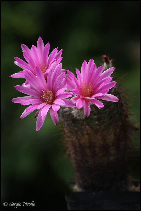 Echinocereus adustus ssp. schwarzii 