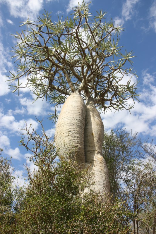 Pachypodium geayi 