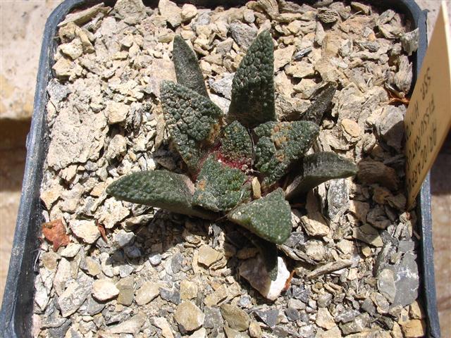 Ariocarpus fissuratus ssp. hintonii 