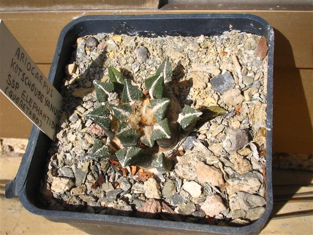 Ariocarpus kotschoubeyanus ssp. elephantidens 