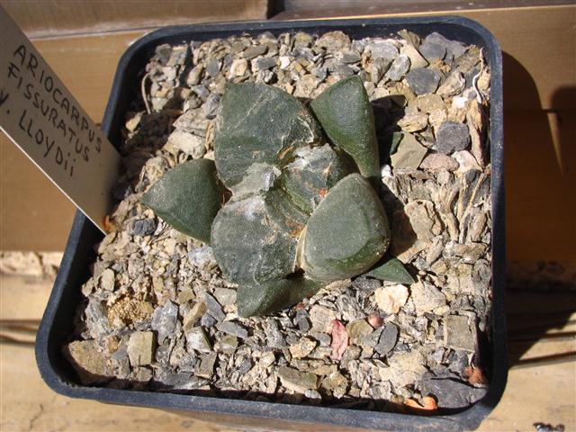 Ariocarpus fissuratus v. lloydii 