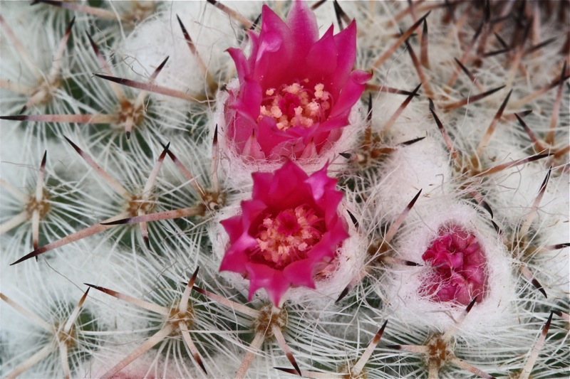 Mammillaria geminispina 