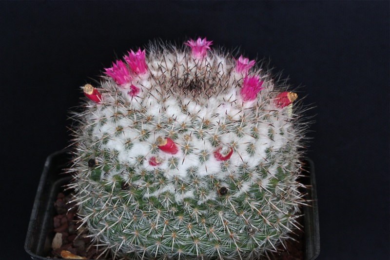 Mammillaria geminispina 