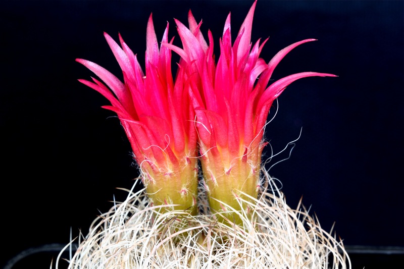 Neoporteria gerocephala 