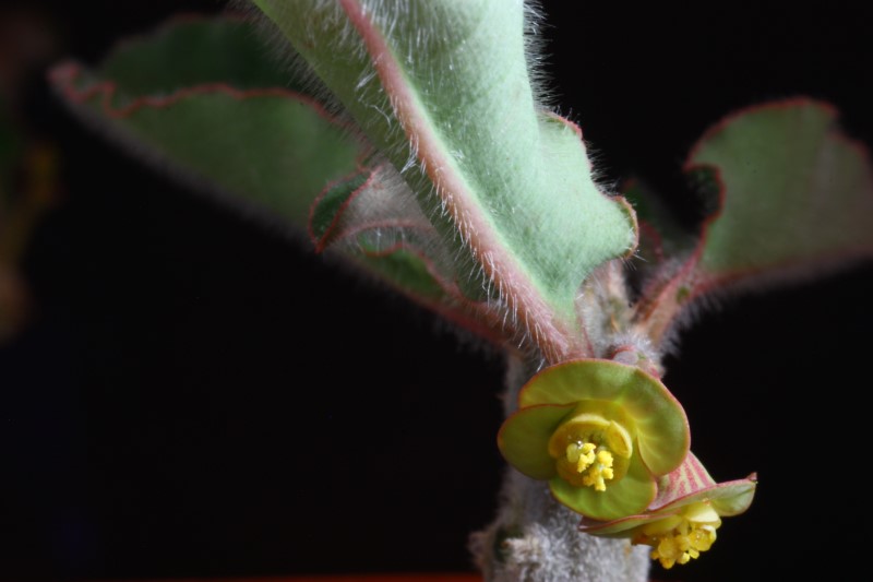 Euphorbia razafindratsirae 