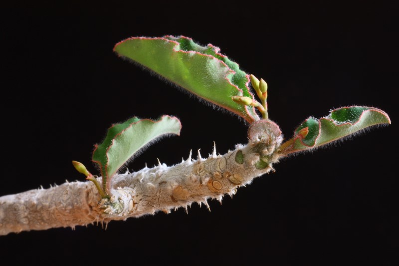 Euphorbia razafindratsirae 