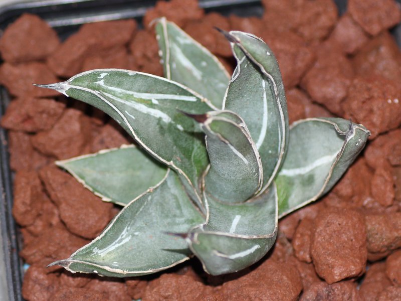 agave nigra x victoriae-reginae