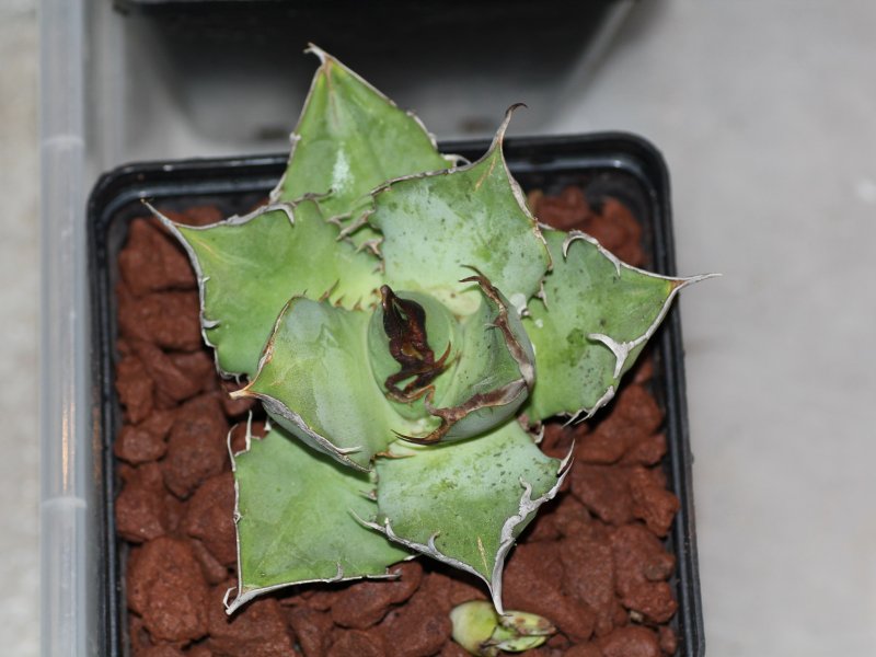 agave titanota cv. brown black compact