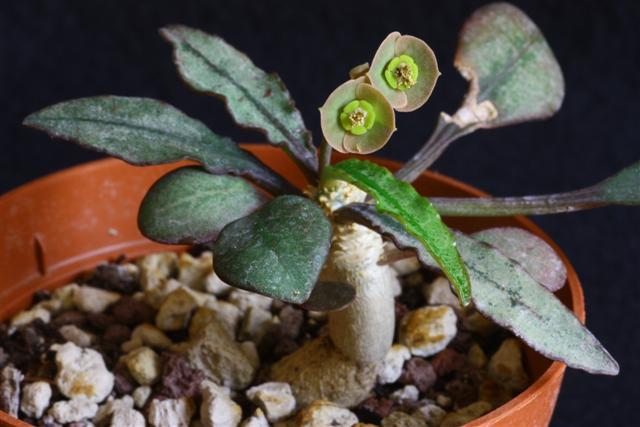 Euphorbia francoisii 