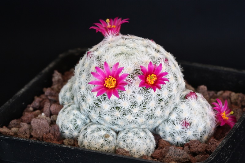 Mammillaria humboldtii 