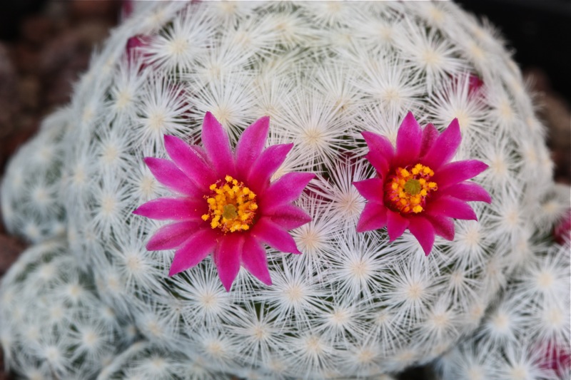 Mammillaria humboldtii 