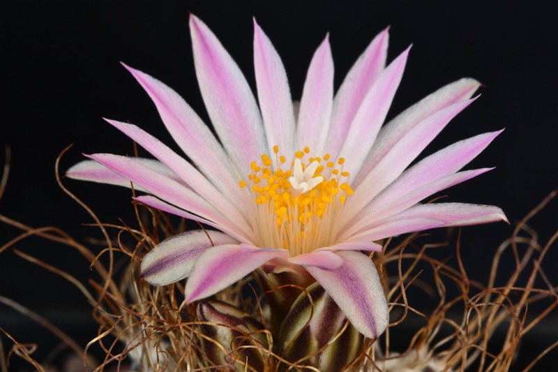 Turbinicarpus pseudomacrochele 