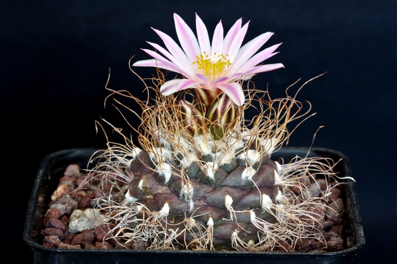 Turbinicarpus pseudomacrochele 