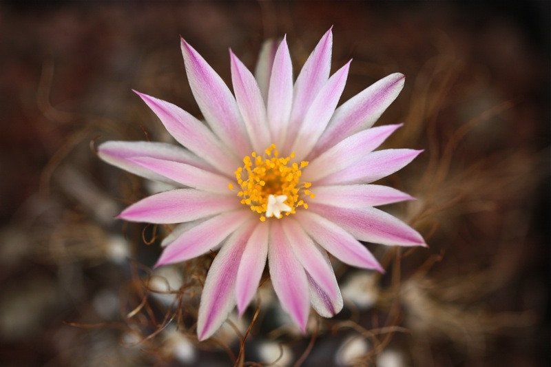 Turbinicarpus pseudomacrochele 