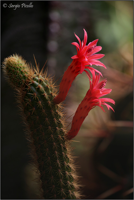 Borzicactus samaipatanus 