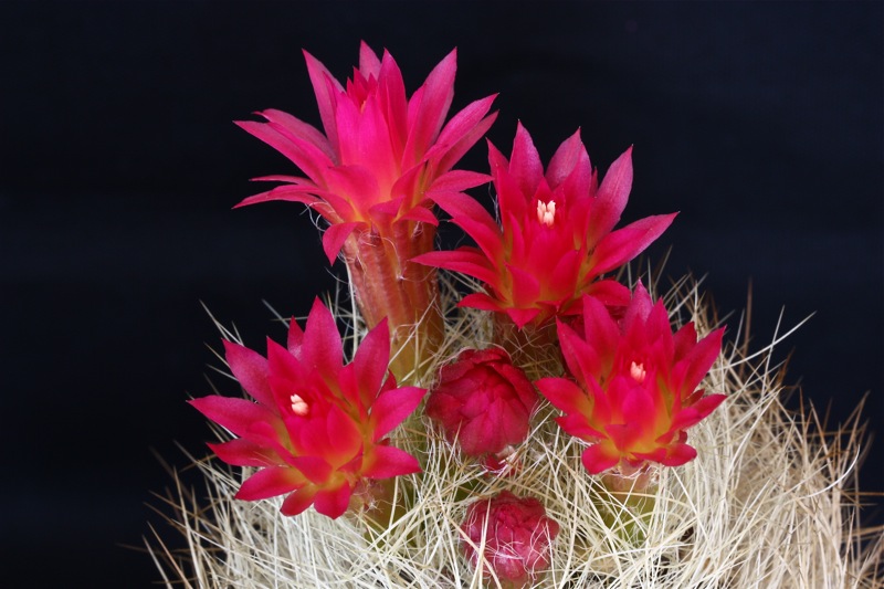 Neoporteria senilis 