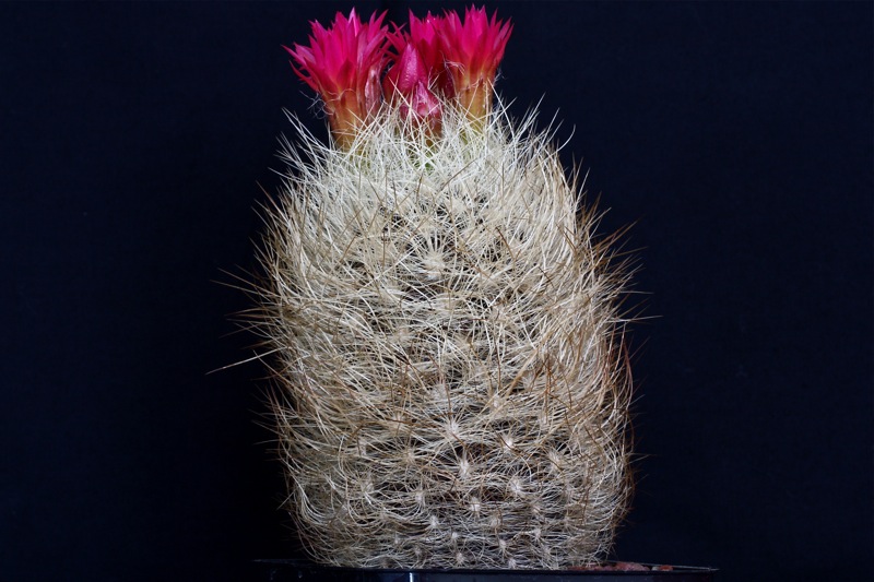 Neoporteria senilis 