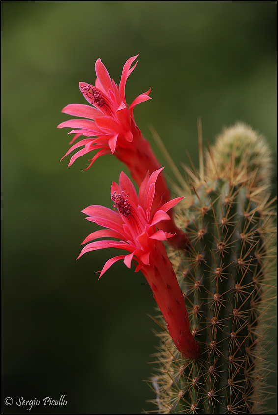 Borzicactus samaipatanus 