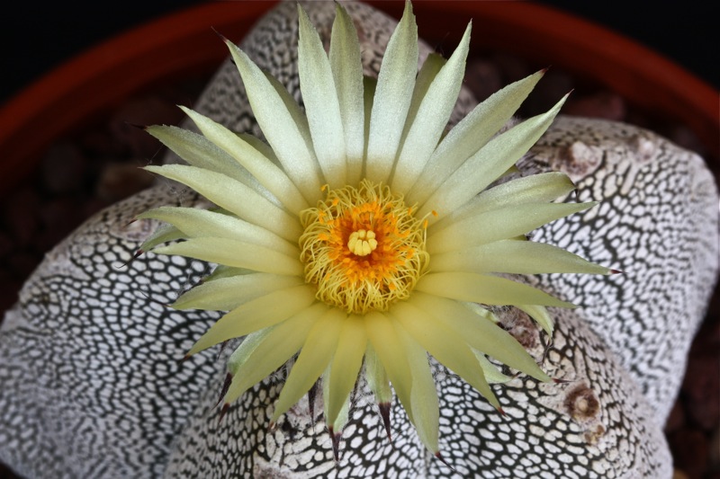 Astrophytum myriostigma cv. onzuka 