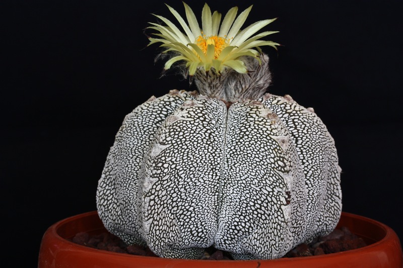 Astrophytum myriostigma cv. onzuka 