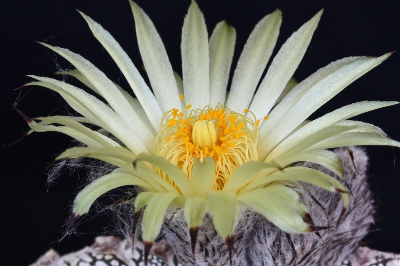 Astrophytum myriostigma cv. onzuka 