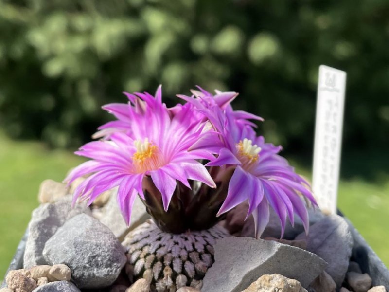 Turbinicarpus pseudopectinatus 