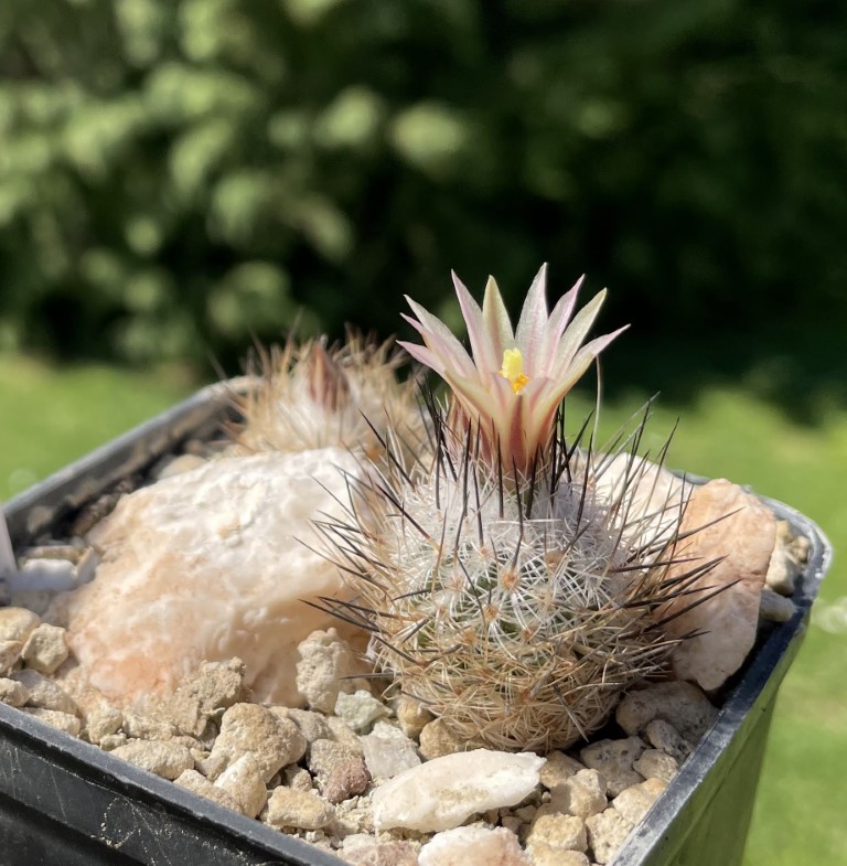 Turbinicarpus subterraneus ssp. zaragosae SB 1437