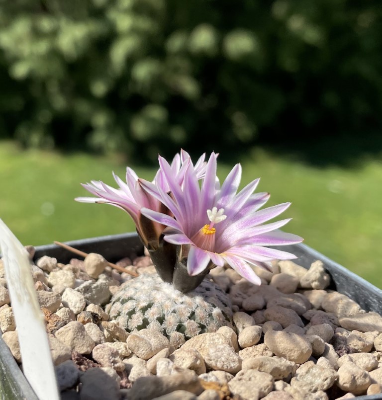 Turbinicarpus valdezianus HO 246