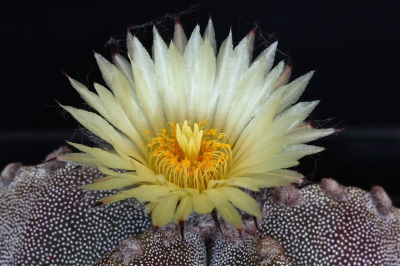 Astrophytum myriostigma v. strongylogonum 