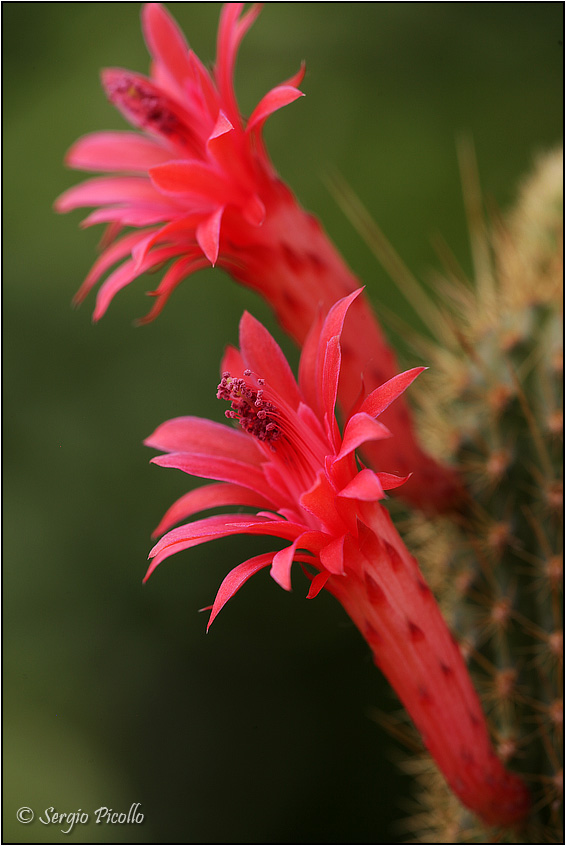 Borzicactus samaipatanus 