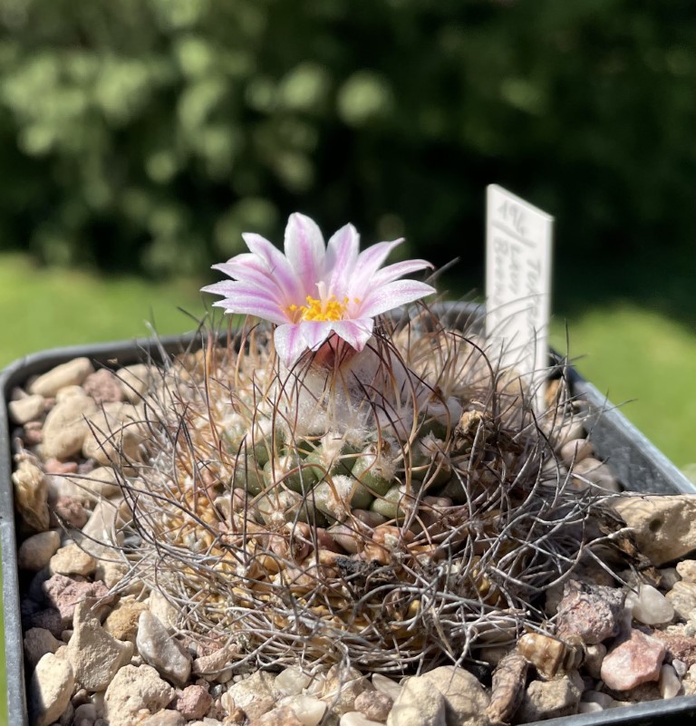 Turbinicarpus laui 