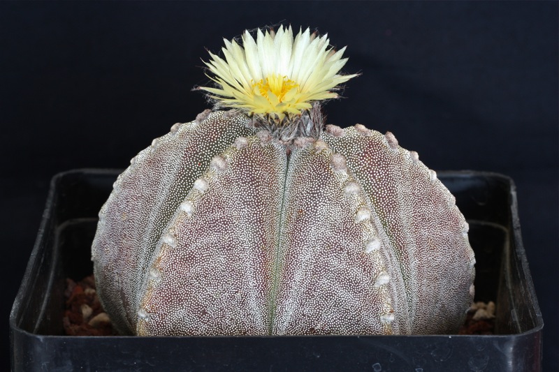 Astrophytum myriostigma v. strongylogonum 