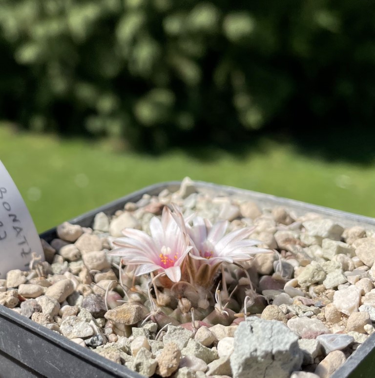 Turbinicarpus bonatzii MZ 587