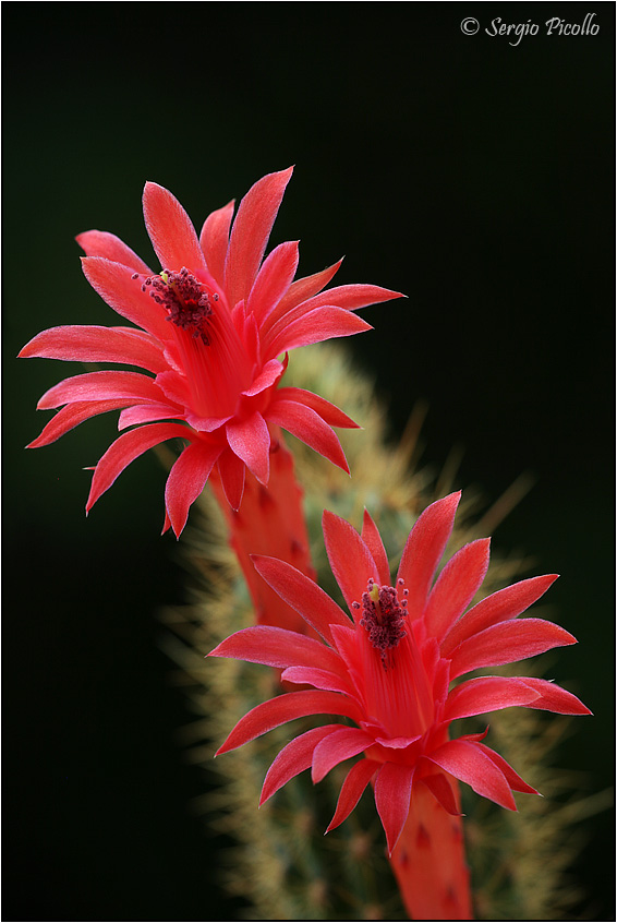 Borzicactus samaipatanus 