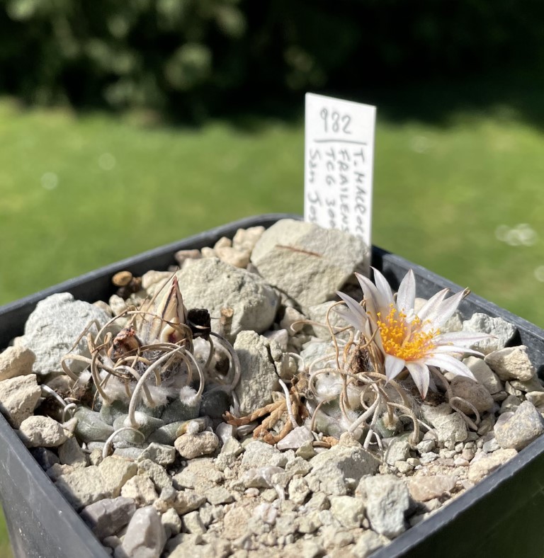 Turbinicarpus macrochele ssp. frailensis TGC 3004