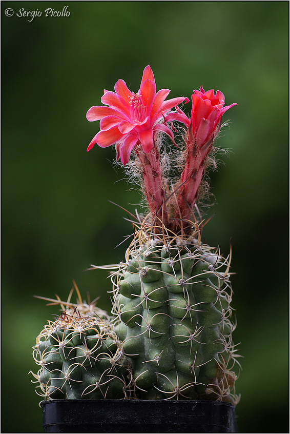 Matucana paucicostata 