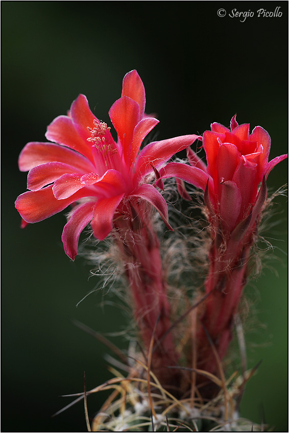 Matucana paucicostata 