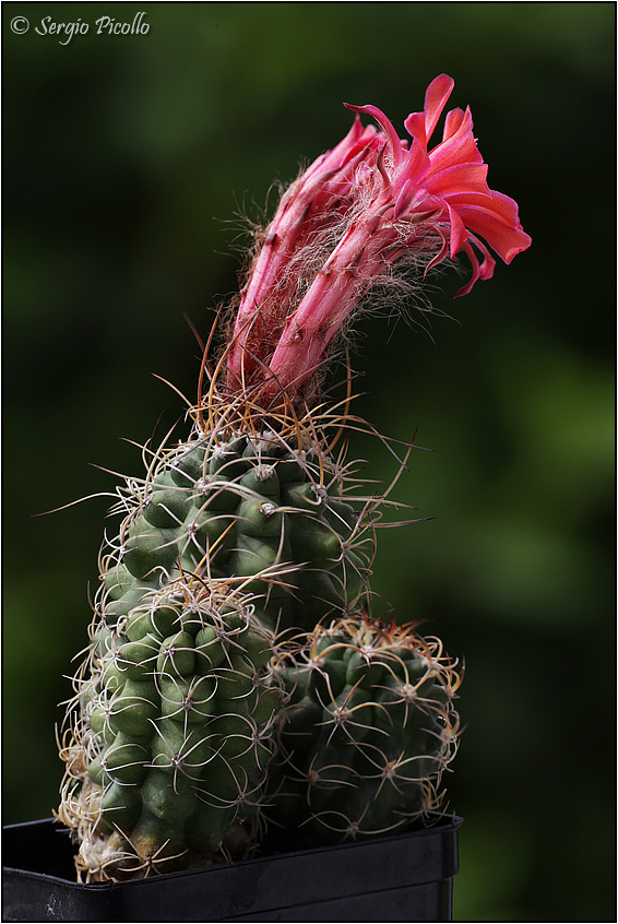 Matucana paucicostata 