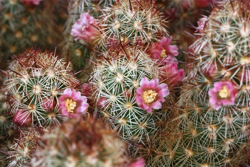 Mammillaria elongata 