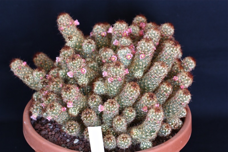 Mammillaria elongata 