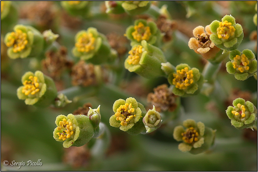 Euphorbia meloformis 