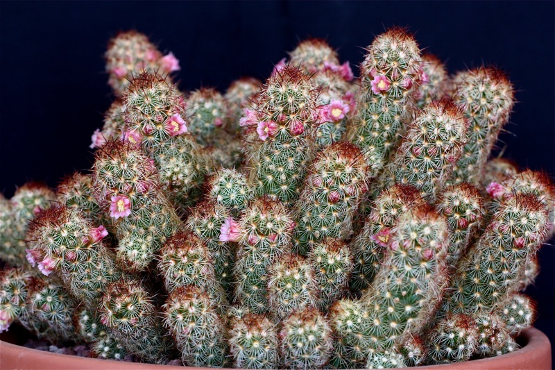 Mammillaria elongata 